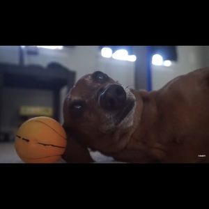 Meet your Posher, Billy